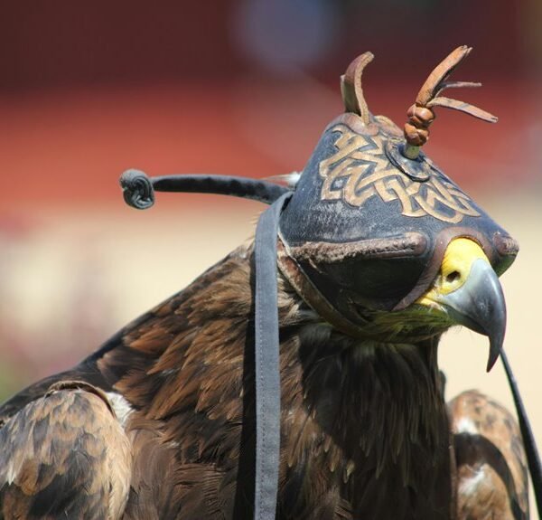 falcon outreach base 050 3174